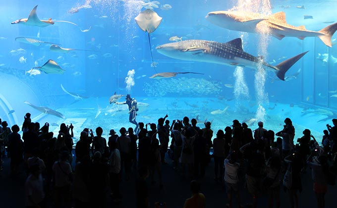 Okinawa Churaumi Aquarium