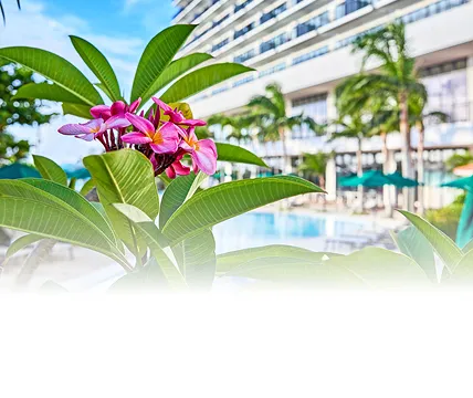 鮮やかに咲くピンク色のプルメリア越しに望む、明るい日差しが注ぐ屋外プールと椰子の木の風景。