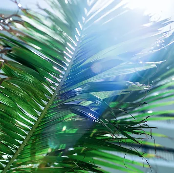 強い日差しを浴びて輝く、鮮やかな緑色のヤシの木の葉。